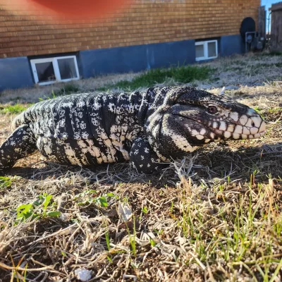 High Desert Exotics - Leroy